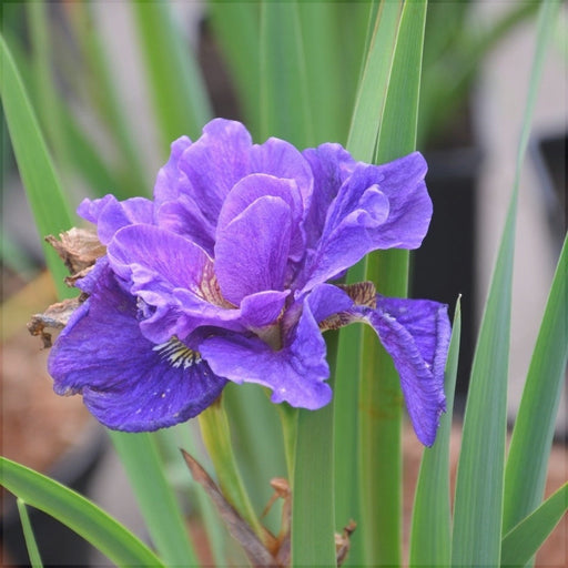 Bulbi de Iris Siberica "Concord Cruch", 1 Bucata