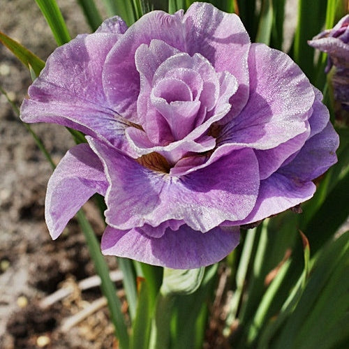 Bulbi de Iris Siberica "Pink Parfait", 1 Bucata