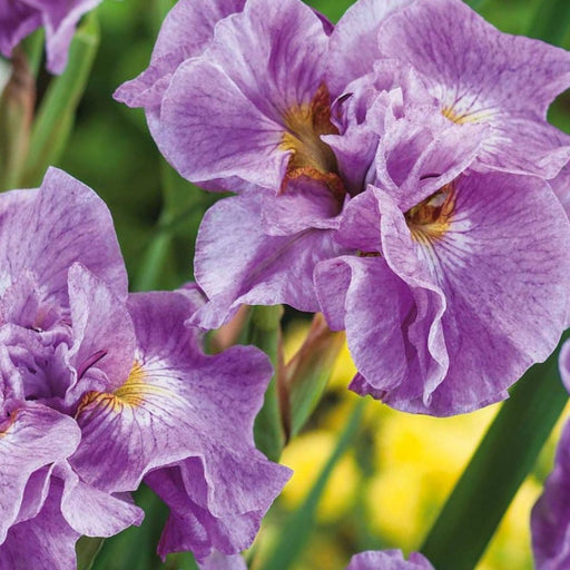 Bulbi de Iris Siberica "Pink Parfait", 1 Bucata