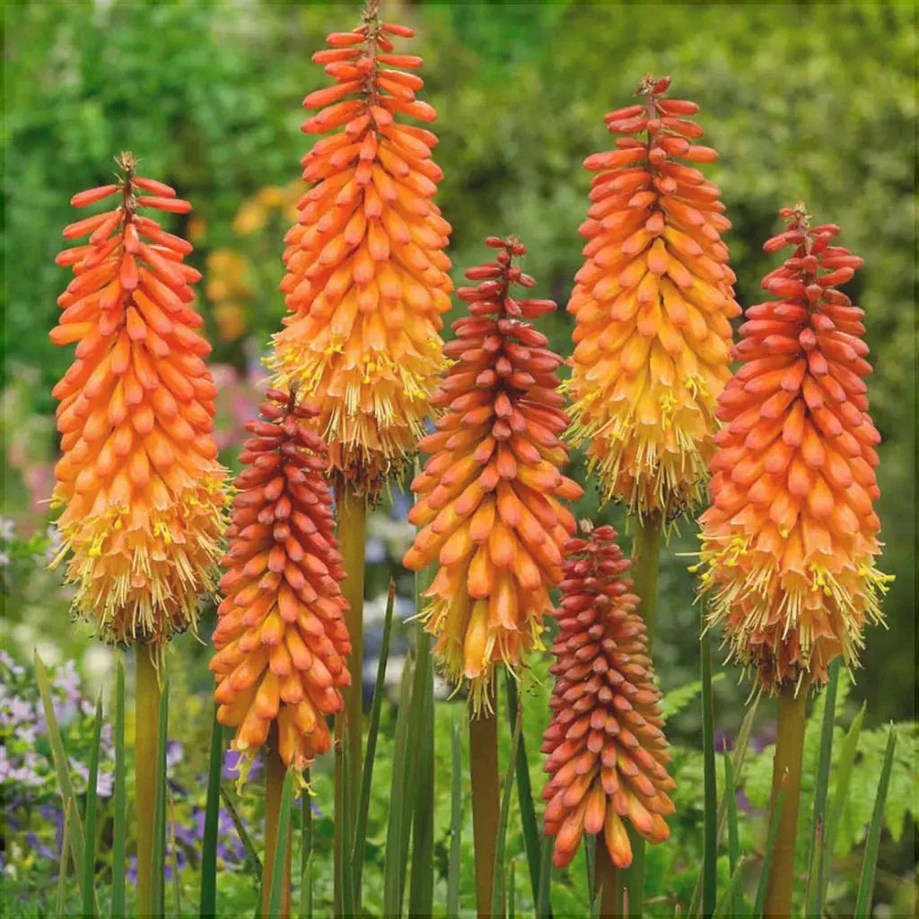 Bulbi de Kniphofia "Alcazar", Crinul Faclie, 1 Bucata la ghiveci