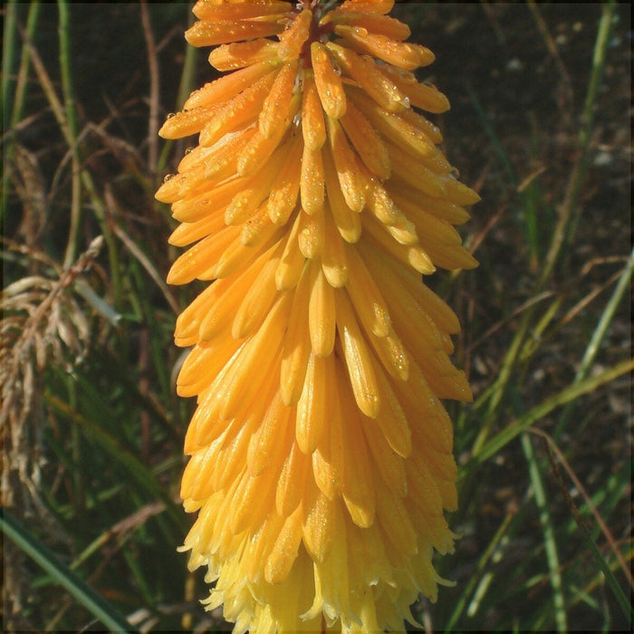 Bulbi de Kniphofia "Apricot Yellow", Crinul Faclie, 1 Bucata la ghiveci