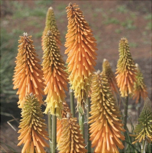 Bulbi de Kniphofia "Apricot Yellow", Crinul Faclie, 1 Bucata la ghiveci