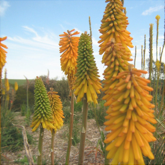Bulbi de Kniphofia "Apricot Yellow", Crinul Faclie, 1 Bucata la ghiveci