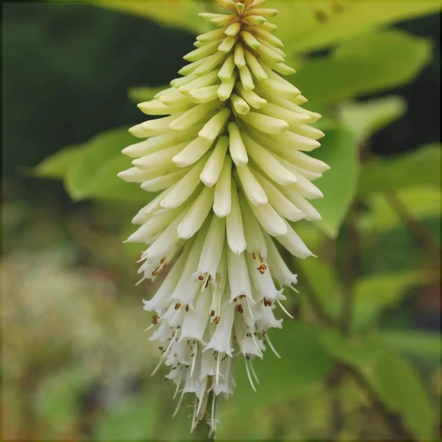 Bulbi de Kniphofia "Ice Queen", Crinul Faclie, 1 Bucata la ghiveci