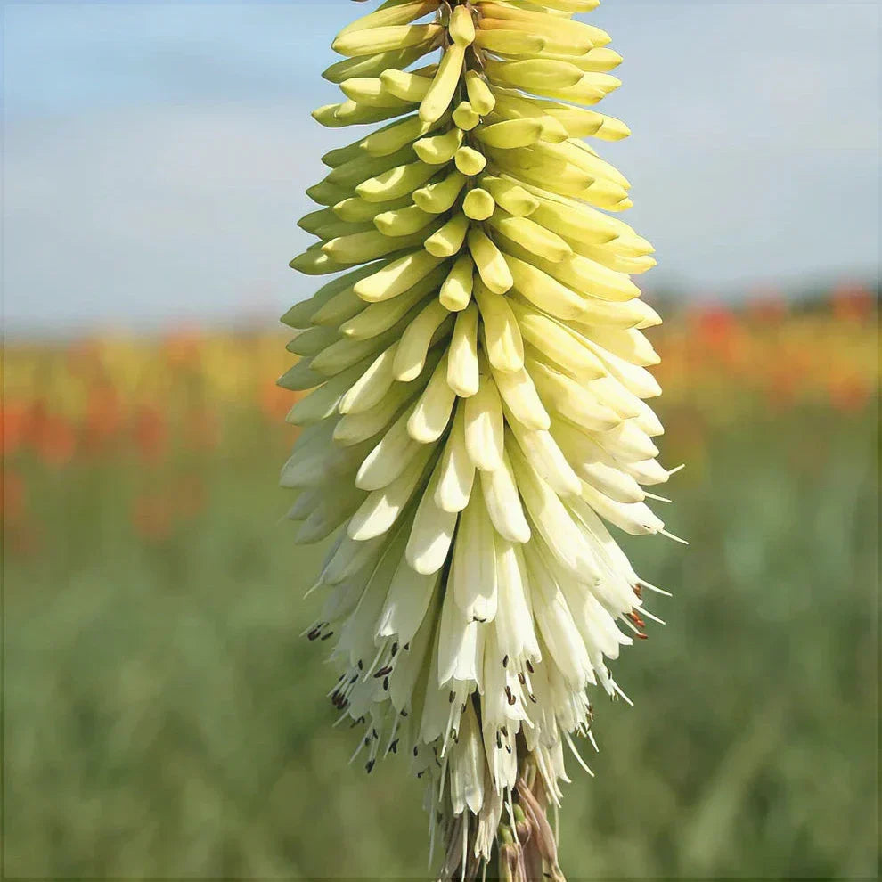 Bulbi de Kniphofia "Ice Queen", Crinul Faclie, 1 Bucata la ghiveci