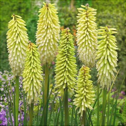 Bulbi de Kniphofia "Ice Queen", Crinul Faclie, 1 Bucata la ghiveci