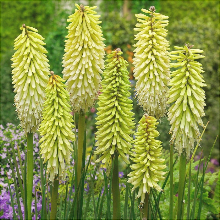 Bulbi de Kniphofia "Ice Queen", Crinul Faclie, 1 Bucata la ghiveci
