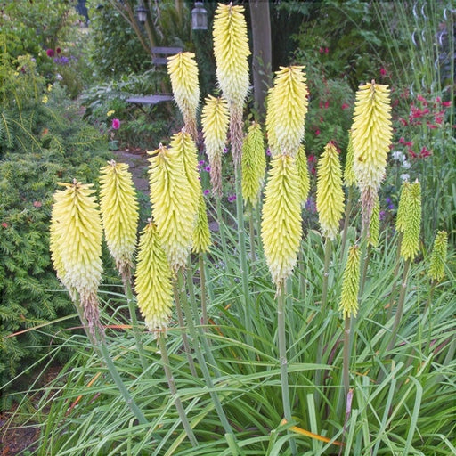 Bulbi de Kniphofia "Little Maid", Crinul Faclie, 1 Bucata la ghiveci