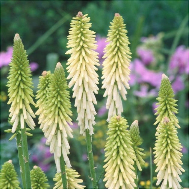 Bulbi de Kniphofia "Little Maid", Crinul Faclie, 1 Bucata la ghiveci