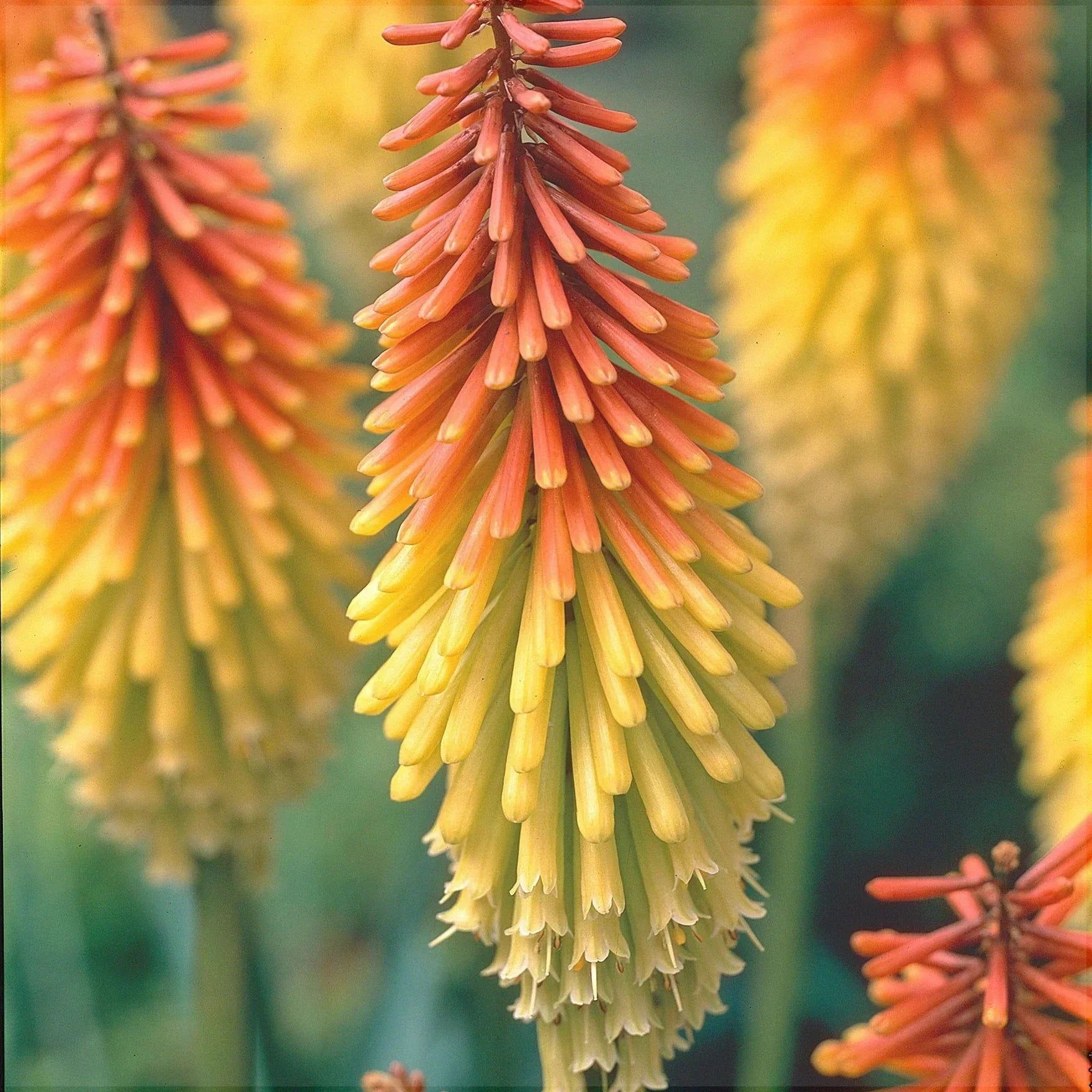 Bulbi de Kniphofia "Perennial Grandiflora", Crinul Faclie, 1 Bucata la ghiveci