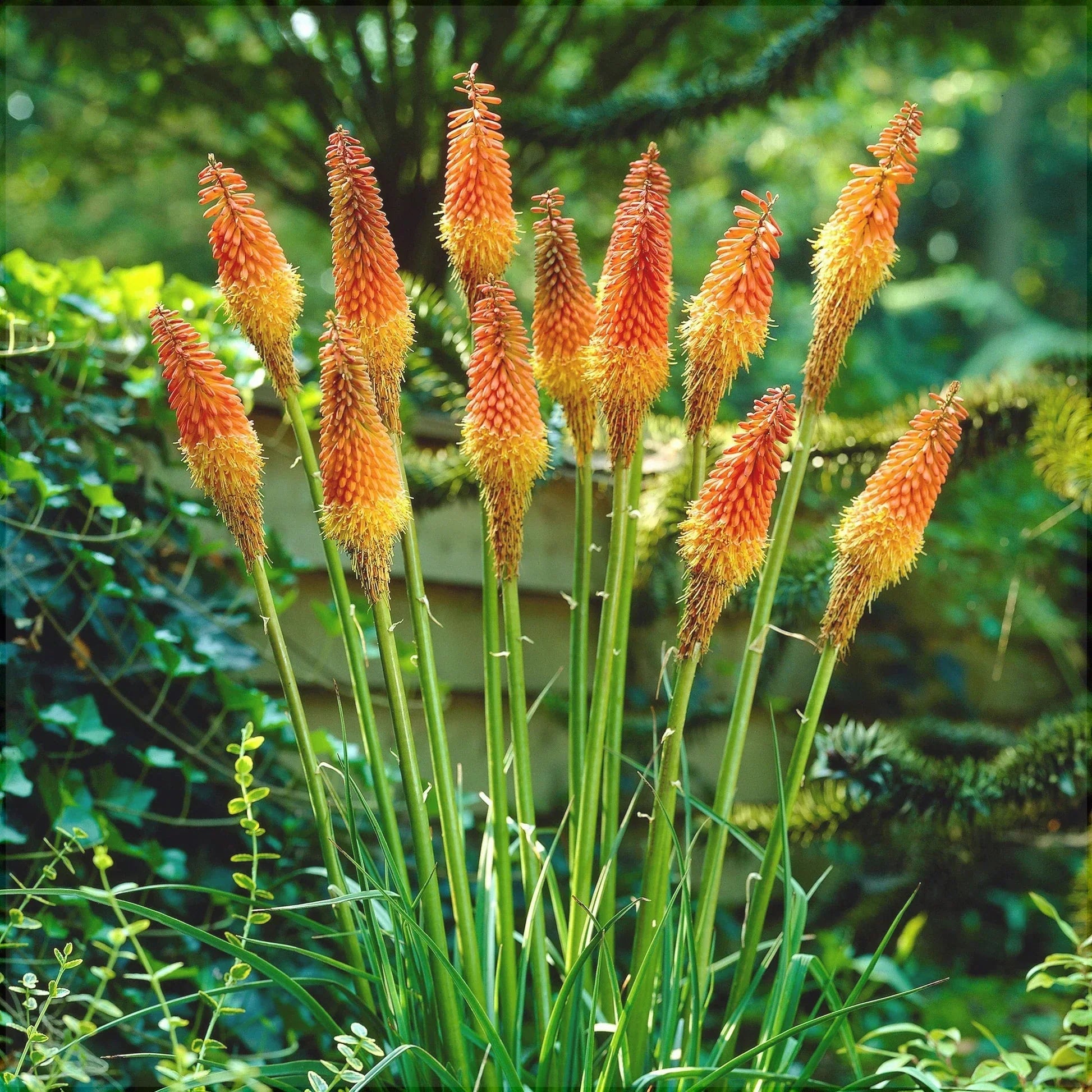 Bulbi de Kniphofia "Perennial Grandiflora", Crinul Faclie, 1 Bucata la ghiveci