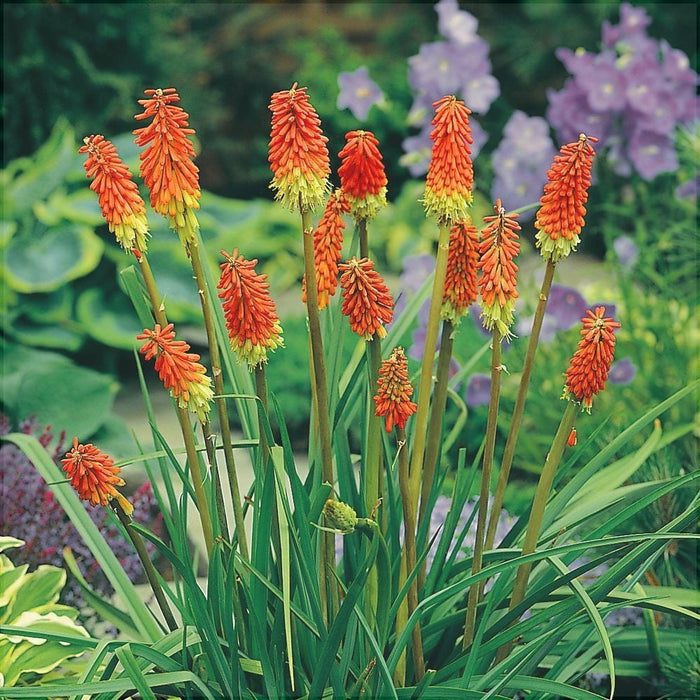 Bulbi de Kniphofia "Perennial Grandiflora", Crinul Faclie, 1 Bucata la ghiveci