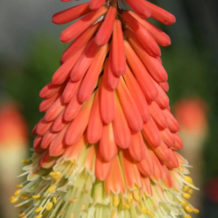 Bulbi de Kniphofia "Royal Standard", Crinul Faclie, 1 Bucata la ghiveci