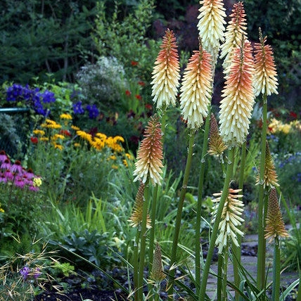 Bulbi de Kniphofia "Toffee Nosed", Crinul Faclie, 1 Bucata la ghiveci