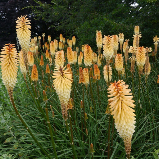 Bulbi de Kniphofia "Toffee Nosed", Crinul Faclie, 1 Bucata la ghiveci