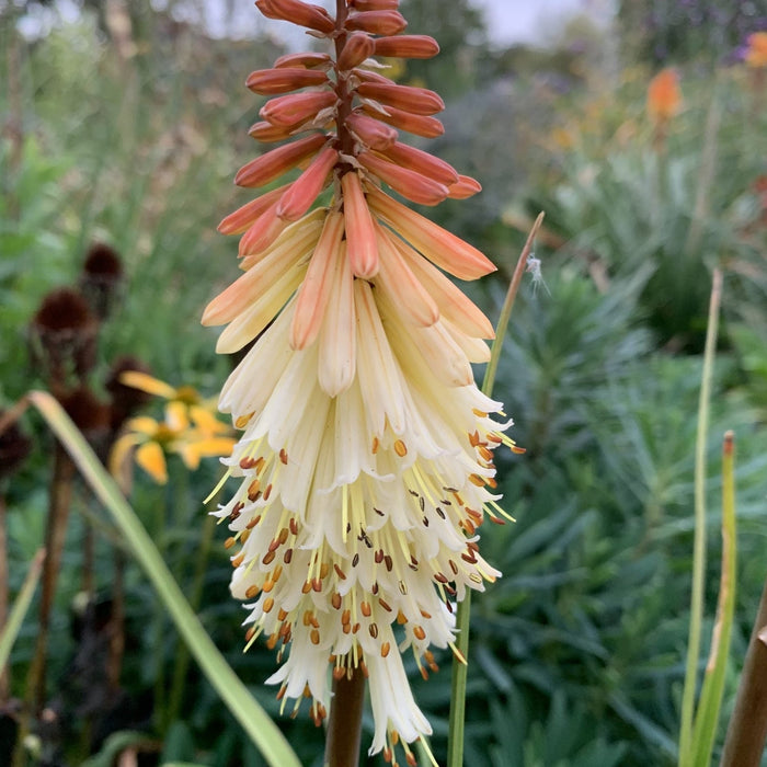 Bulbi de Kniphofia "Toffee Nosed", Crinul Faclie, 1 Bucata la ghiveci