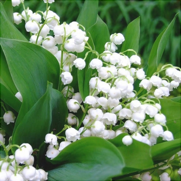 Bulbi de Lacramioara, Alb, 1 Bucata la ghiveci