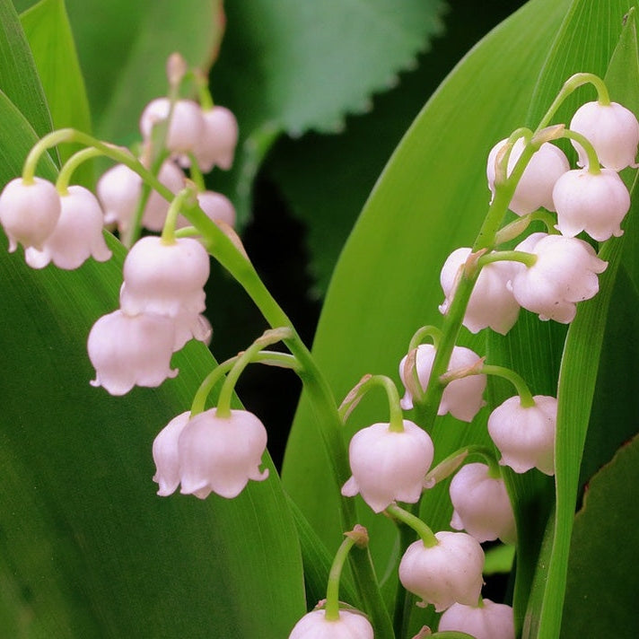 Ландыш розовый цветущий, крупный план, зелёные листья, Bulbi de Lacramioare Rosea