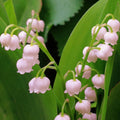 Ландыш розовый цветущий, крупный план, зелёные листья, Bulbi de Lacramioare Rosea
