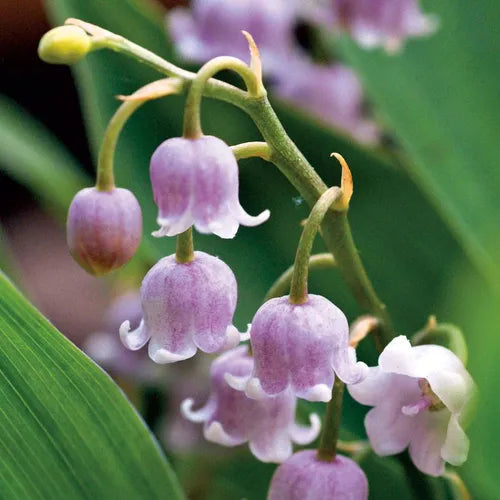 Bulbi de lacramioare roz, Convallaria Rosea, flori delicate cu petale roz liliachii