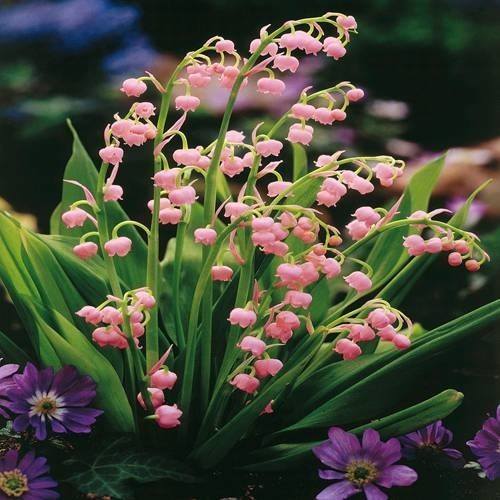 Ландыш розовый Rosea с зелёными листьями в саду, цветёт крупными колокольчатыми цветами
