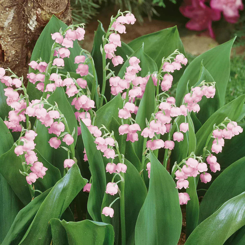 Розовые ландыши Convallaria Rosea, цветы и зелёные листья в саду