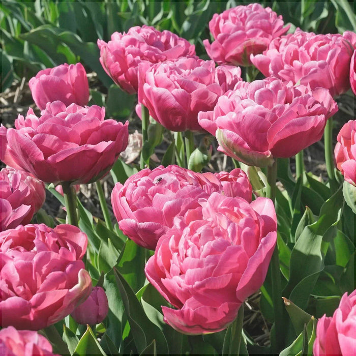 Bulbi de Lalele "Amazing Grace", 5 Bucati