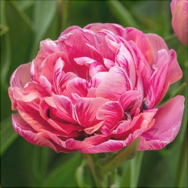Bulbi de Lalele "Amazing Grace", 5 Bucati