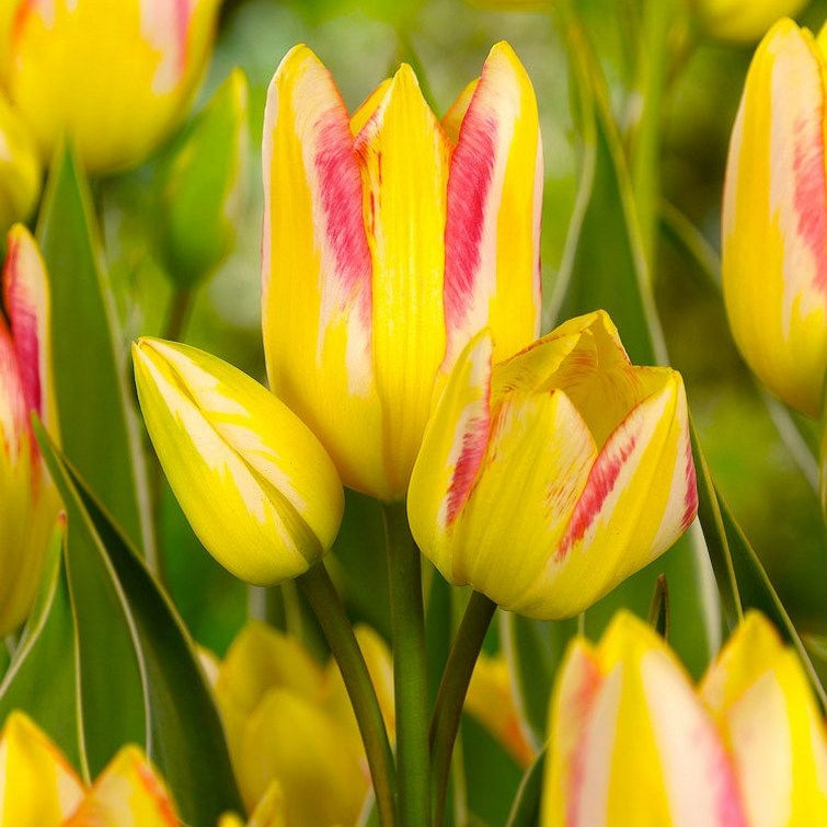 Bulbi de Lalele "Antoinette", 5 Bucati