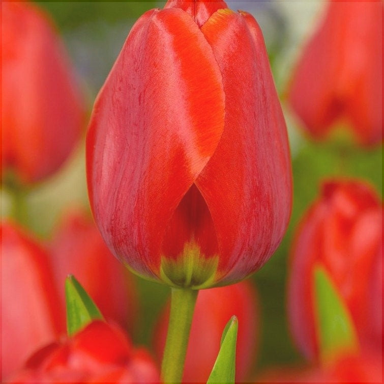 Bulbi de Lalele "Apeldoorn", 5 Bucati