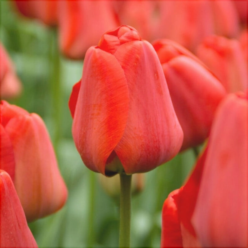 Bulbi de Lalele "Apeldoorn", 5 Bucati