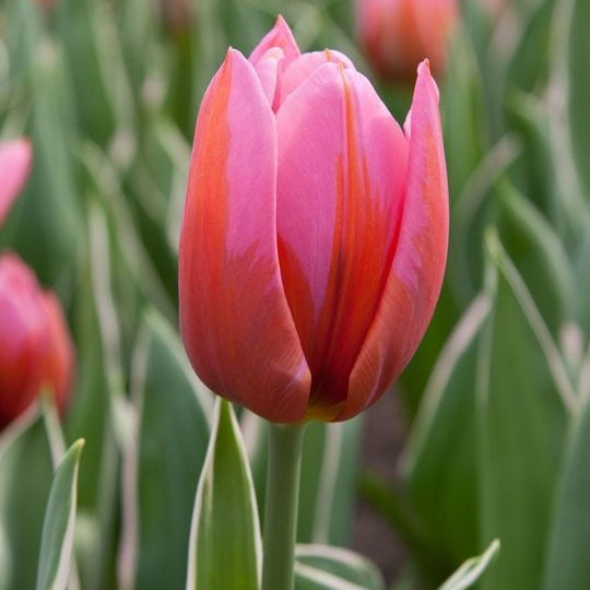 Bulbi de Lalele "Aphrodite", 5 Bucati