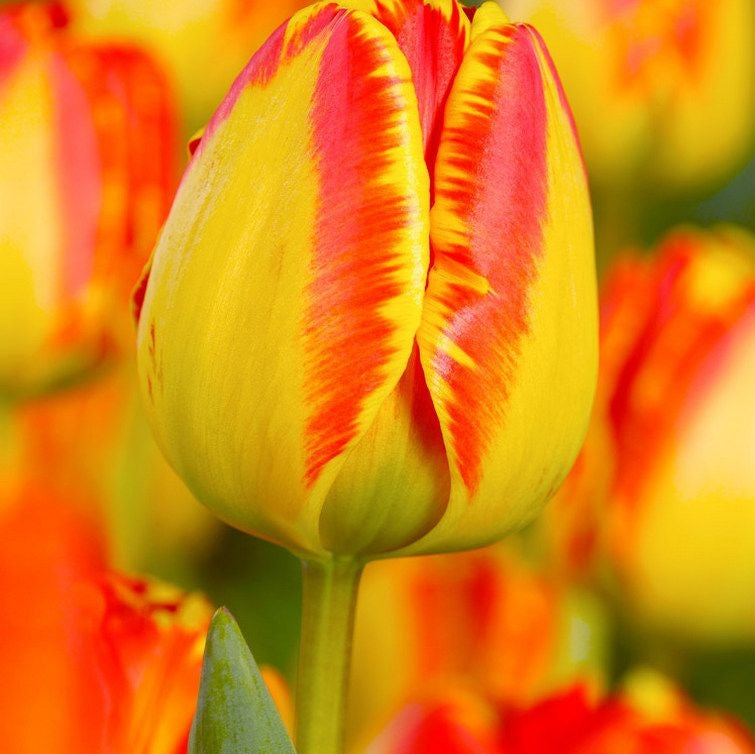 Bulbi de Lalele "Banja Luka",5 Bucati