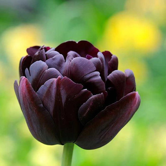 Bulbi de Lalele "Black Hero", 5 Bucati