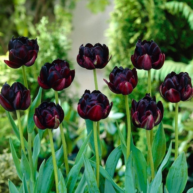 Bulbi de Lalele "Black Hero", 5 Bucati