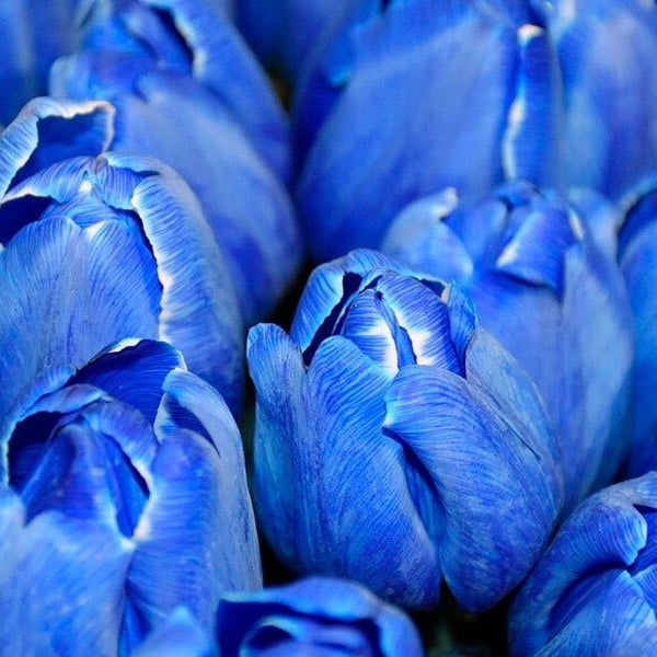 Bulbi de Lalele "Blue Aimable", 5 Bucati
