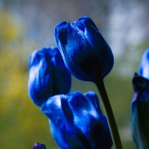 Bulbi de Lalele "Blue Aimable", 5 Bucati