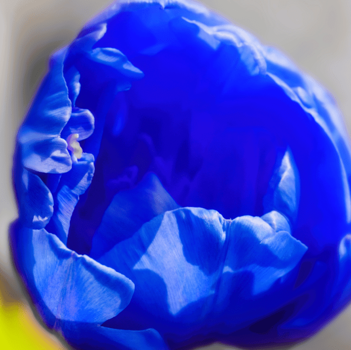 Bulbi de Lalele "Blue Aimable", 5 Bucati