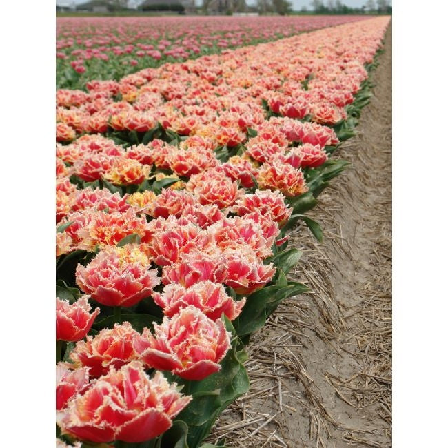 Bulbi de Lalele "Brisbane", 5 Bucati