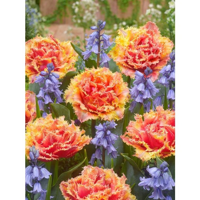 Bulbi de Lalele "Brisbane", 5 Bucati