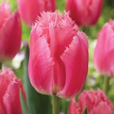 Bulbi de Lalele "Cacharel", 5 Bucati