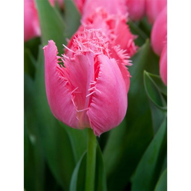 Bulbi de Lalele "Cacharel", 5 Bucati