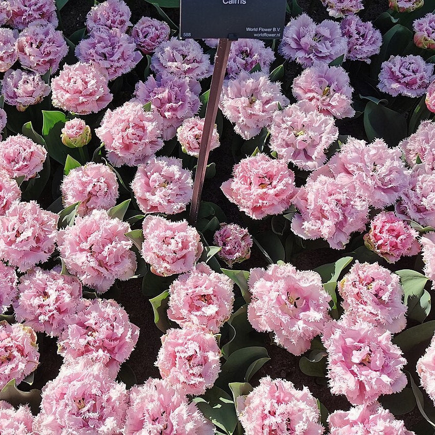 Bulbi de Lalele "Cairns", 5 Bucati