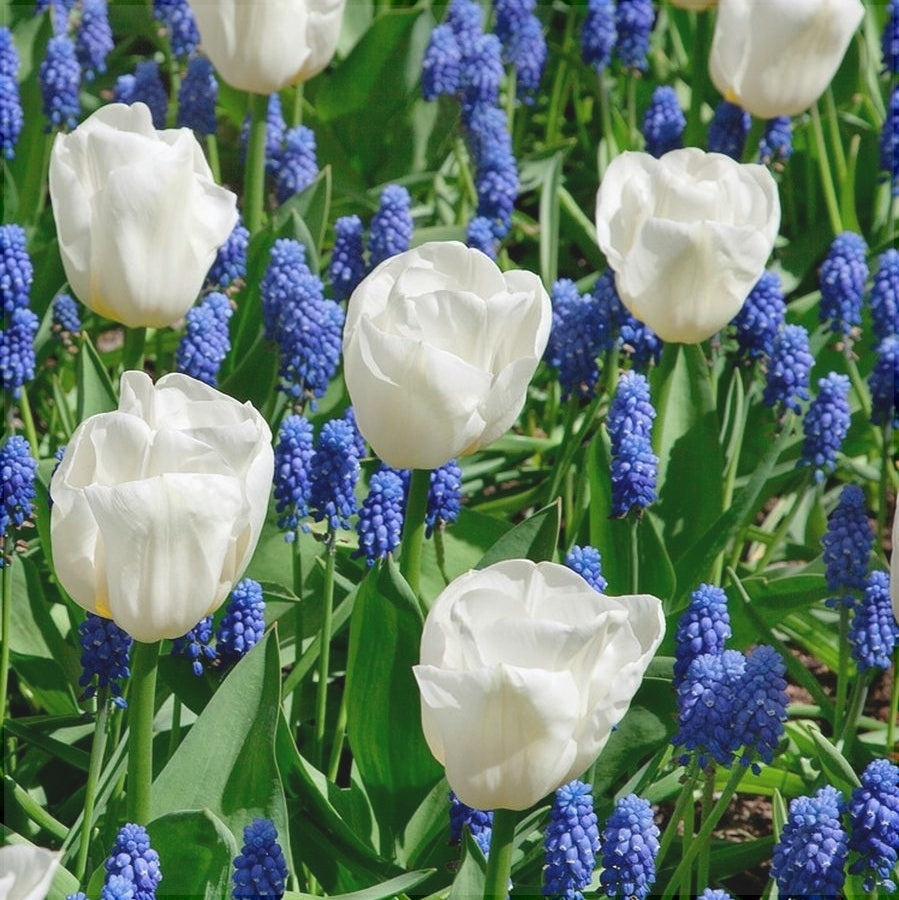 Bulbi de Lalele "Calgary", 5 Bucati