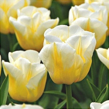 Bulbi de Lalele "Calgary Flame", 5 Bucati