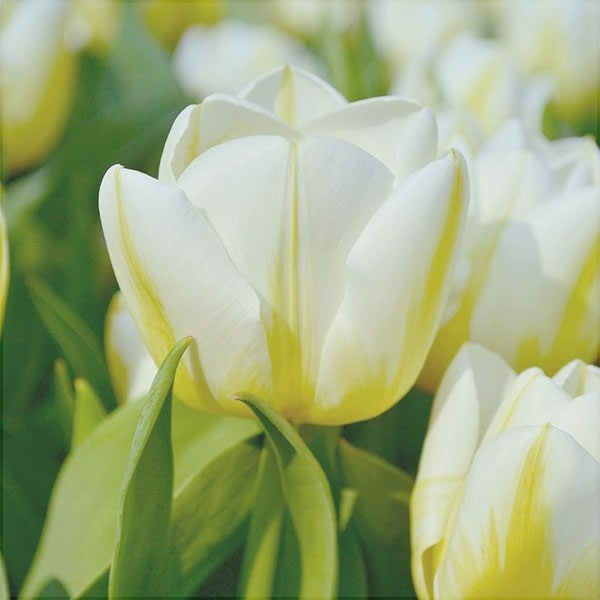 Bulbi de Lalele "Calgary Flame", 5 Bucati