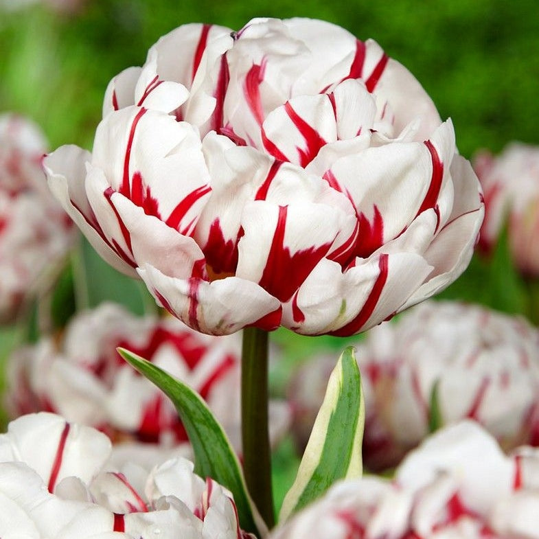 Bulbi de Lalele "Carnaval de Nice", 5 Bucati