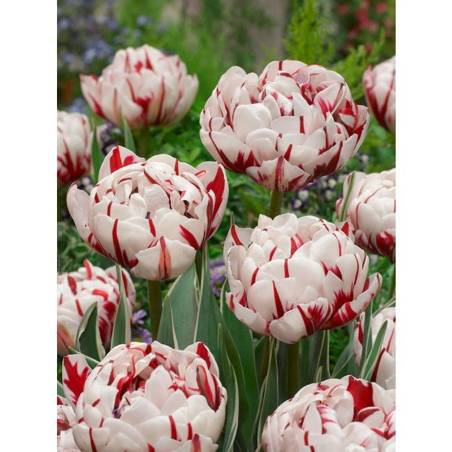 Bulbi de Lalele "Carnaval de Nice", 5 Bucati