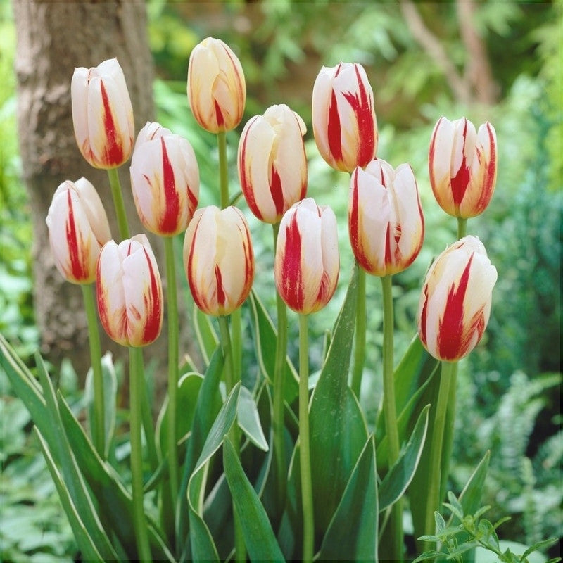 Bulbi de Lalele "Carnaval de Rio", 5 Bucati