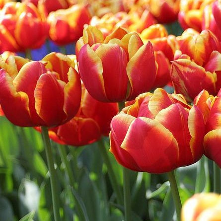 Bulbi de Lalele "Cilesta", 5 Bucati